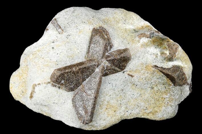 Twinned Staurolite Cross In Mica-Schist - Pestsovye Keivy, Russia #175679